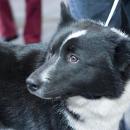 Russo European Laika